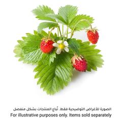 Click & Grow Wild Strawberry Plant Pod (20.5 x 8.3 x 6.8 cm)
