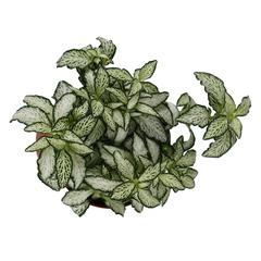 Siji Green Fittonia Plant