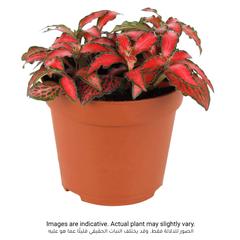 Siji Red Fittonia Plant