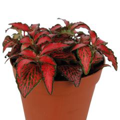 Siji Red Fittonia Plant