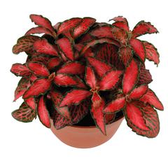Siji Red Fittonia Plant