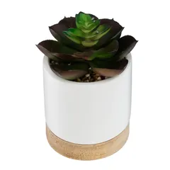 Succulent with Ceramic And Wood Pot (Assorted Designs, H. 12 cm)
