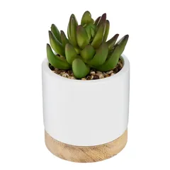 Succulent with Ceramic And Wood Pot (Assorted Designs, H. 12 cm)