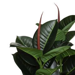 Artificial Ficus Robusta Plant W/Pot (40 x 120 cm)