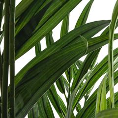 Artificial Areca Palm Tree (130 x 120 x 235 cm)