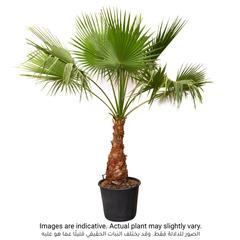 Washingtonia Robusta Palm Plant