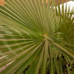 Washingtonia Robusta Palm Plant