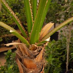 Washingtonia Robusta Palm Plant