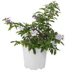 Day To Day Indoor Plant (10 L)