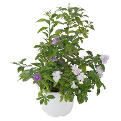 Day To Day Indoor Plant (10 L)