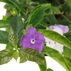 Day To Day Indoor Plant (10 L)