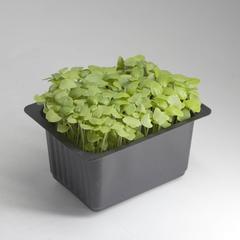Growhub Microgreen Genovese Basil Seeds Pack
