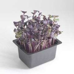 Growhub Microgreen Red Radish Seeds Pack