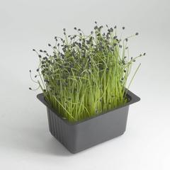 Growhub Microgreen Chives Seeds Pack