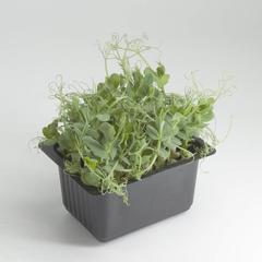 Growhub Microgreen Pea Shoot Seeds Pack