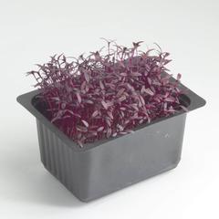 Growhub Microgreen Red Amaranth Seeds Pack