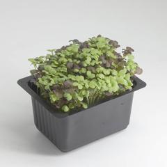 Growhub Microgreen Mustard Mix Seeds Pack