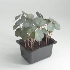 Growhub Microgreen Nasturtium Seeds Pack