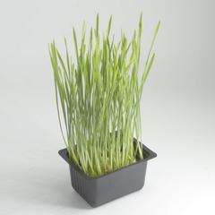 Growhub Microgreen Wheat Grass Seeds Pack