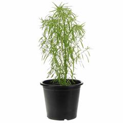 Kochia Plant
