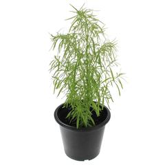 Kochia Plant