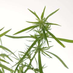 Kochia Plant