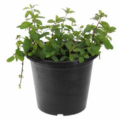 Mint Plant