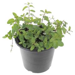 Mint Plant