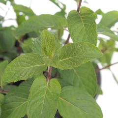 Mint Plant