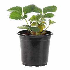 Strawberry Plant (13 cm)