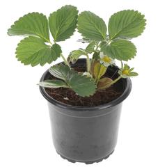 Strawberry Plant (13 cm)