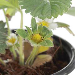 Strawberry Plant (13 cm)
