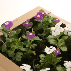 Vinca Live Outdoor Plant (Available In Assorted colors)
