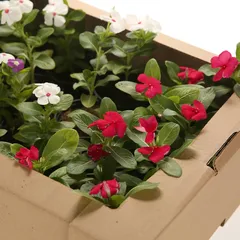 Vinca Live Outdoor Plant (Available In Assorted colors)