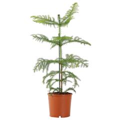 Siji Arucaria Indoor Live Plant (60 cm)