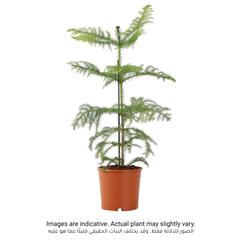 Siji Arucaria Indoor Live Plant (60 cm)