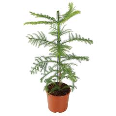 Siji Arucaria Indoor Live Plant (60 cm)