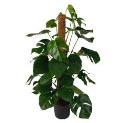 Siji Monstera Indoor Live Plant (120 cm)