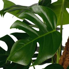 Siji Monstera Indoor Live Plant (120 cm)