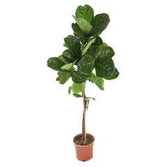 Siji Ficus Lyrata Single Stem Indoor Live Plant (120 cm)