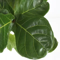 Siji Ficus Lyrata Single Stem Indoor Live Plant (120 cm)