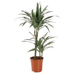 Siji Dracaena Warnekki Indoor Live Plant (80 cm)