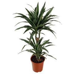 Siji Dracaena Warnekki Indoor Live Plant (80 cm)