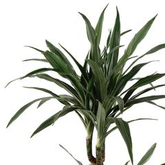 Siji Dracaena Warnekki Indoor Live Plant (80 cm)