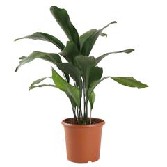 Siji Aspedistra Indoor Live Plant (80 cm)