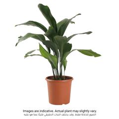 Siji Aspedistra Indoor Live Plant (80 cm)