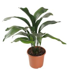 Siji Aspedistra Indoor Live Plant (80 cm)