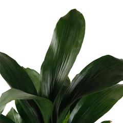 Siji Aspedistra Indoor Live Plant (80 cm)