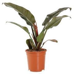 Siji Philodendron Imperial Red Indoor Live Plant (60 cm)