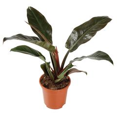 Siji Philodendron Imperial Red Indoor Live Plant (60 cm)